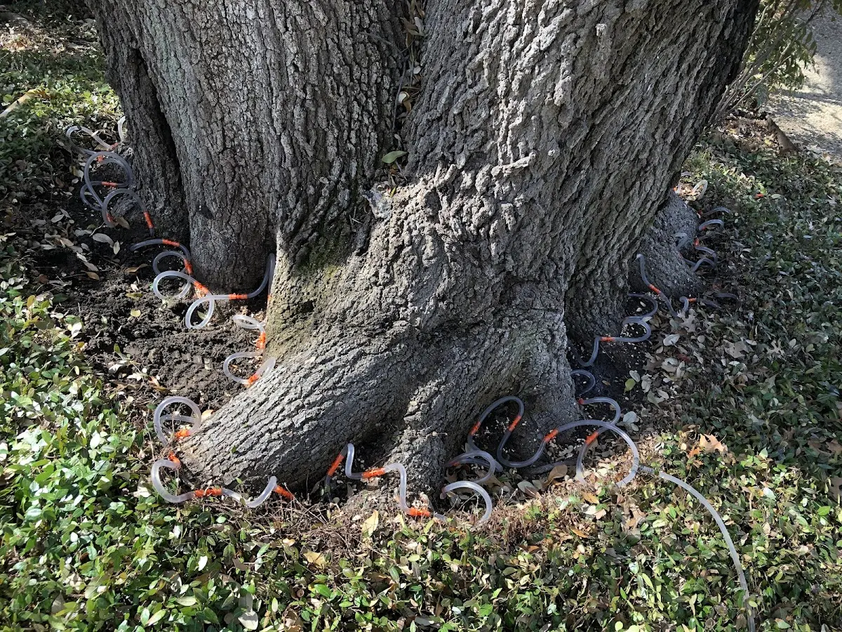 Detailed Tree Cabling and Bracing job site in Bonaparte