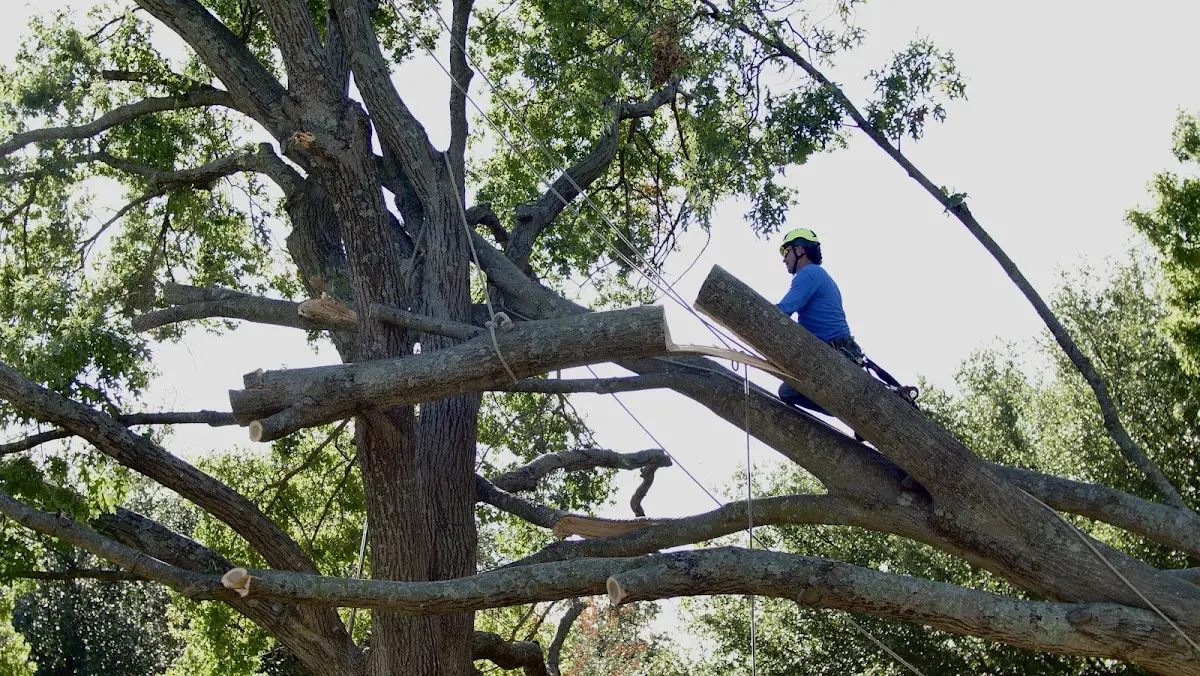 Professional Hazardous Tree Removal performed by certified arborists in Bonaparte