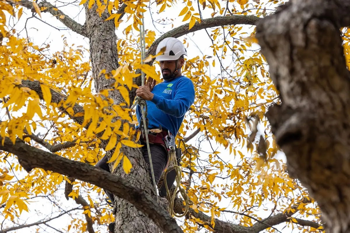 Skilled Tree Pruning crew working in Bonaparte