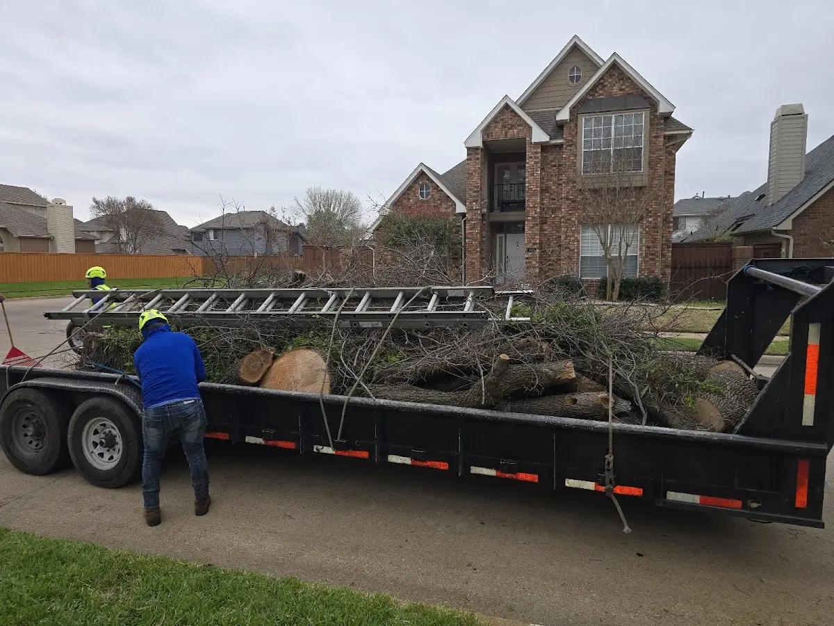 Expert Tree Removal with proper safety equipment in Bonaparte